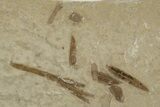 Multiple Fossil Leaf Plate - Green River Formation, Utah #334365-1
